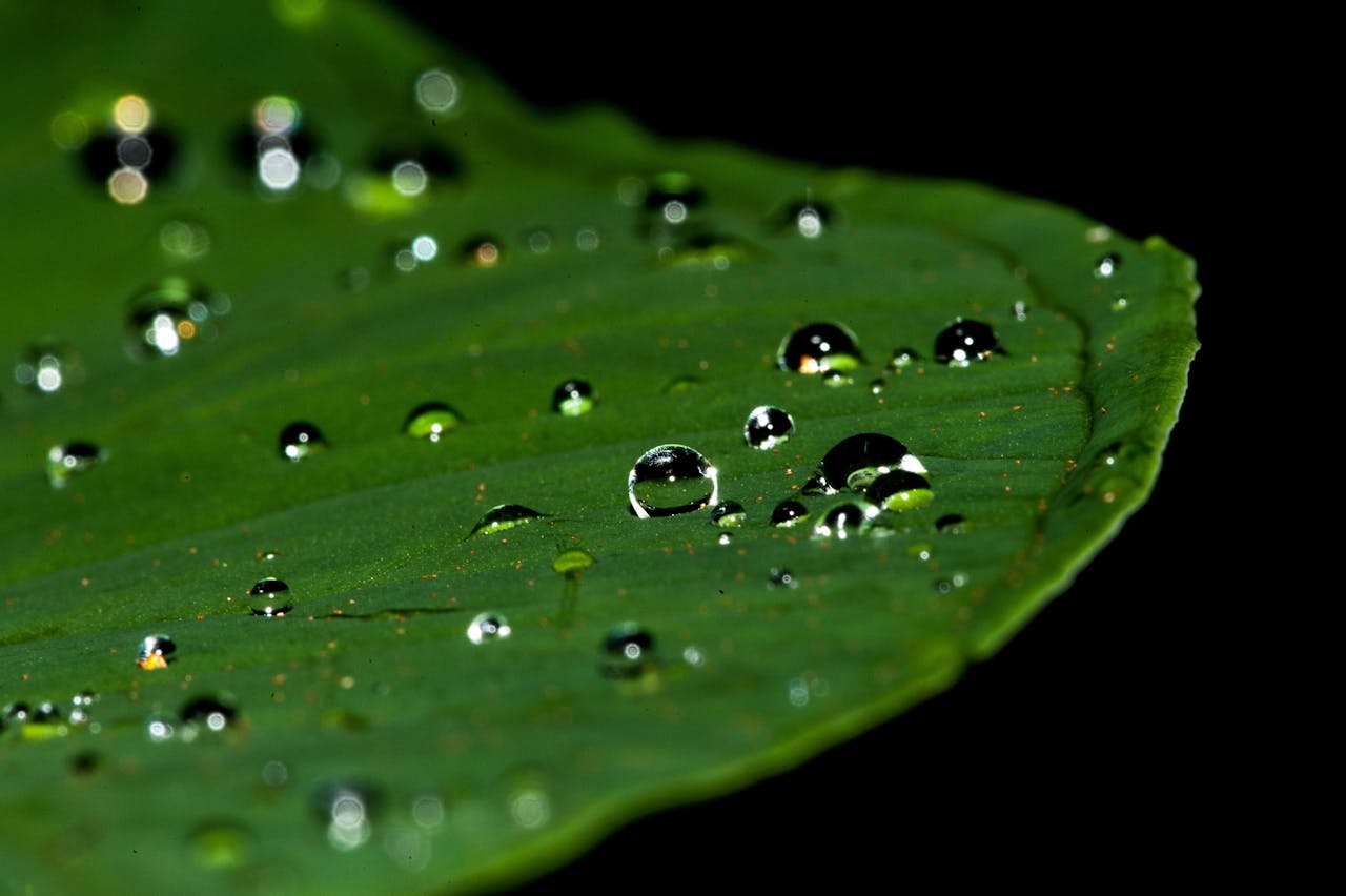 Macro shot capturing dew drops on a vibrant green leaf, revealing nature's intricate beauty.